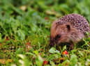 All animals love food, even more so when they don’t have to go through the effort of finding it. Nuts and seeds are the best bet for birds or you could push the boat out and opt for some mealworms for the foxes