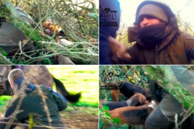 Stills from a video by West Midlands Hunt Saboteurs which shows a fox being killed.