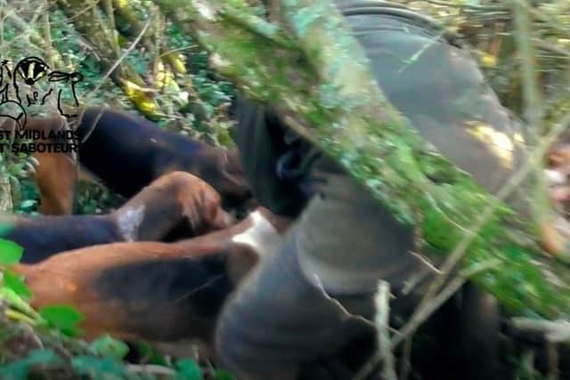 Stills from a video by West Midlands Hunt Saboteurs which shows a fox being killed.