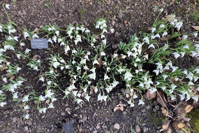 Some of the snowdrop at Hill Close Gardens in Warwick. Photo supplied