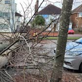 Traffic is building due to a fallen tree in Warwick Place in Leamington. Photo by Jacqui O'Neill