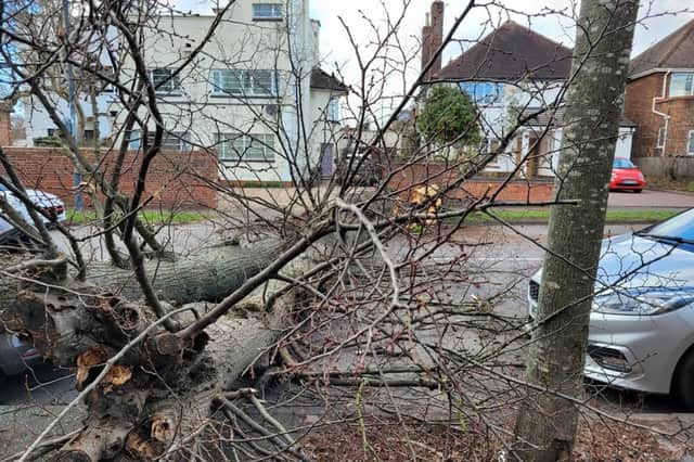Traffic is building due to a fallen tree in Warwick Place in Leamington. Photo by Jacqui O'Neill