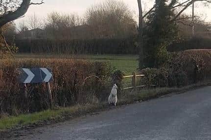 Colin the white wallaby was spotted near Kenilworth. Image from Jon Russ' video