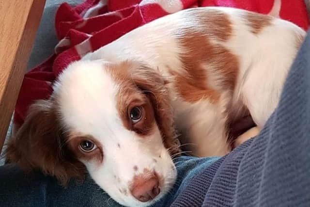 Four-month-old cocker spaniel Fudge.