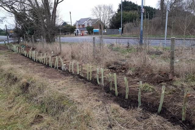 Volunteers have been planting trees and plants in Warwick to help the environment and to improve the area. Photo supplied