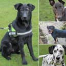 Valentine’s Day may have come and gone, but there are many dogs still waiting for their perfect match at Dogs Trust Kenilworth.