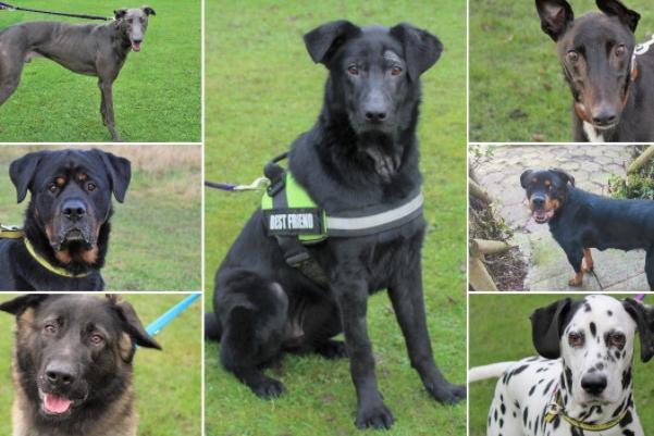 Valentine’s Day may have come and gone, but there are many dogs still waiting for their perfect match at Dogs Trust Kenilworth.