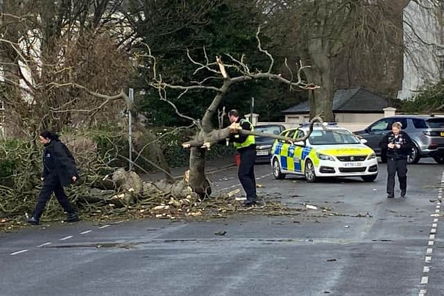 These photos by Dave Hastings show branches falling in Warwick Terrace, Leamington, near The Dell park.