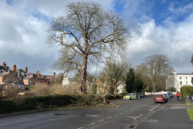 These photos by Dave Hastings show branches falling in Warwick Terrace, Leamington, near The Dell park.