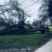 This photo by Louise Di Minto shows a fallen lime tree in the glorious avenue of mighty limes in Abbey Fields.