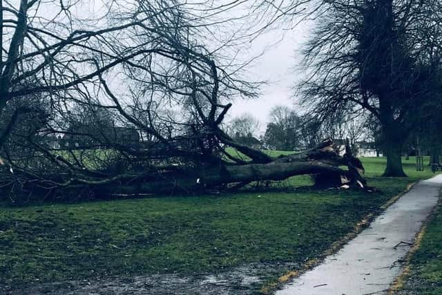 This photo by Louise Di Minto shows a fallen lime tree in the glorious avenue of mighty limes in Abbey Fields.