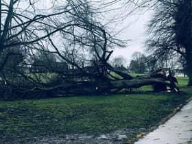 This photo by Louise Di Minto shows a fallen lime tree in the glorious avenue of mighty limes in Abbey Fields.