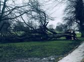 This photo by Louise Di Minto shows a fallen lime tree in the glorious avenue of mighty limes in Abbey Fields.
