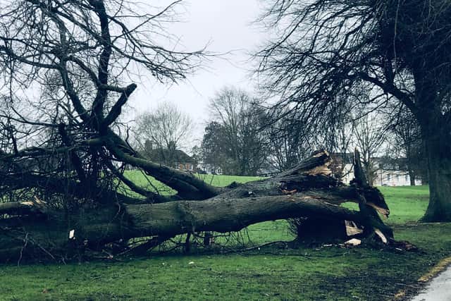 This photo by Louise Di Minto shows a fallen lime tree in the glorious avenue of mighty limes in Abbey Fields.