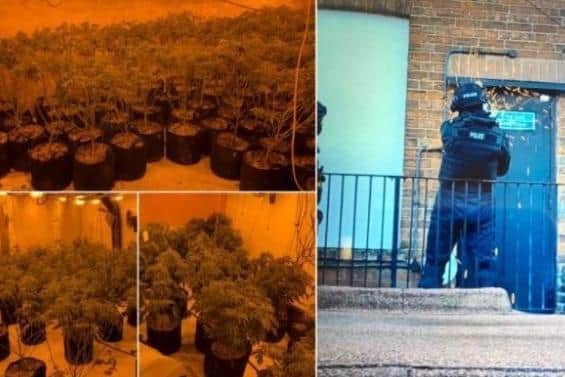 Police found more than 400 cannabis plants during the raid.