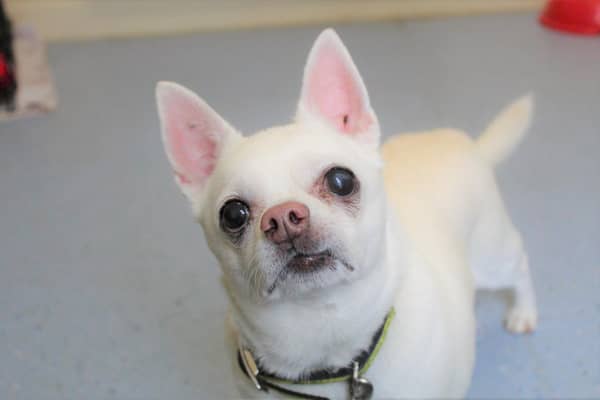Kenilworth rescue dog Diego, an 11-year-old chihuahua named after Argentinian football legend Maradona, is looking for a new home.