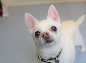Kenilworth rescue dog Diego, an 11-year-old chihuahua named after Argentinian football legend Maradona, is looking for a new home.