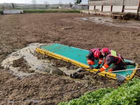 A cow trapped in a deep slurry pit in south Leicestershire was brilliantly rescued from a horrible death by firefighters from Lutterworth.
