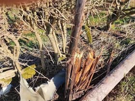 The broken telegraph pole in Priors Marston which is causing the internet outage.