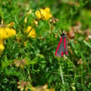 The Cinnabar moth among the wildflowers