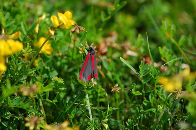 The Cinnabar moth among the wildflowers