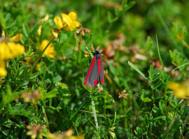 The Cinnabar moth among the wildflowers