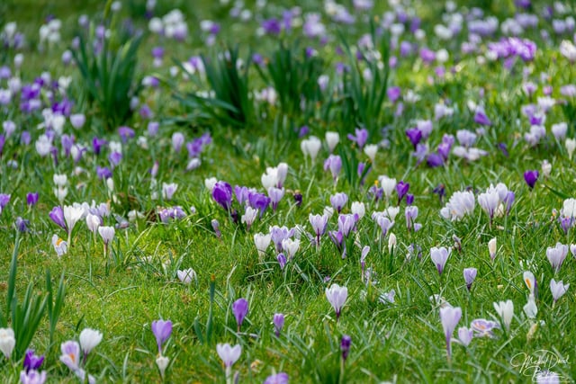 Our photographer visited Jephson Gardens to take photos which will lift your spirits and show that spring is arriving.