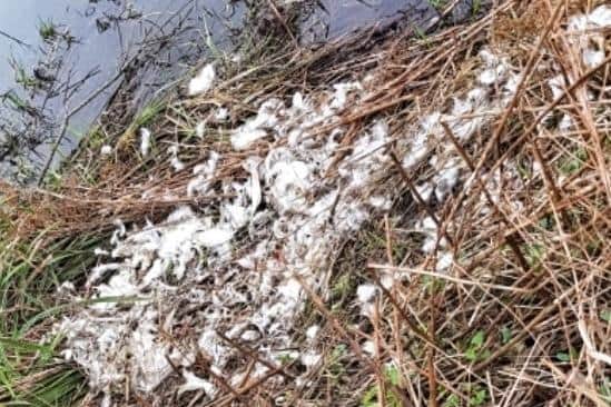 The swan's feathers after the attack. Photo by Warwickshire Rural Crime Team.