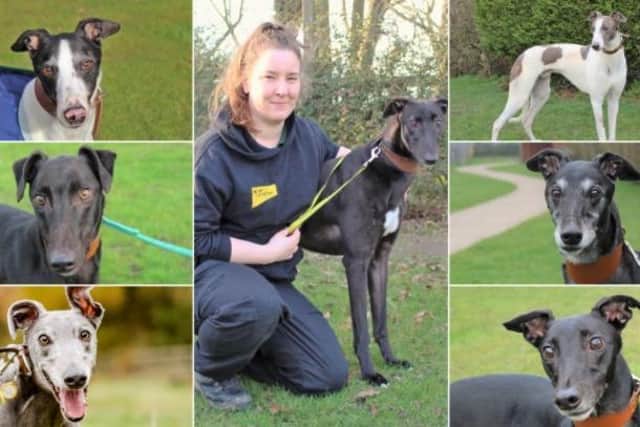 These seven adorable greyhounds and lurchers are looking for loving homes in the Warwick district - can you help?