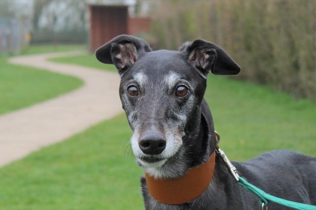 Breed: Greyhound
Age: 7
Billy is a sweet lad who does have a sensitive side, but once he knows you can be a bouncy lad. Billy has lived with a dog before so he could live with another one providing introductions go well. He could live with children 14 years or over who will give him space when needed.
