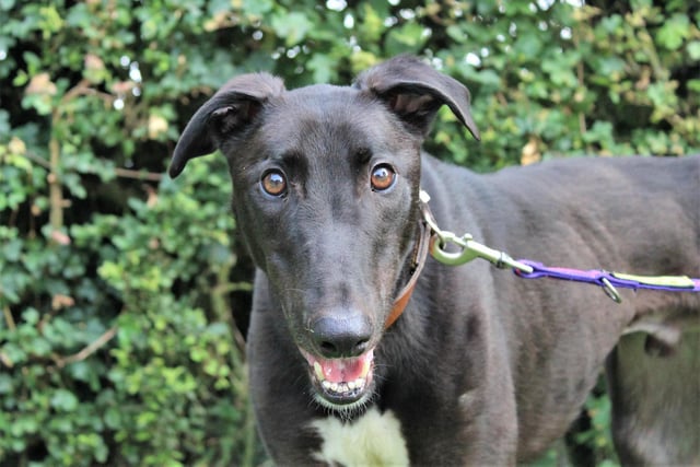 Breed: Greyhound
Age: 2
Shy Sam is a very sweet, gentle lad who is finding life a bit scary at the moment. Once he comes out of his shell, he shows his cheeky side, so will need patient adopters who can help him feel safe. He loves his food and will hoover up every last crumb! He enjoys quiet walks without too much hustle and bustle and he has been trained to walk with a muzzle as he has a tendency to chase! Sam could live with children aged 14 and over and could potentially live with the right dog in his new home but they would need to be of a similar size, calm and give him his space when needed! A home with a secure garden would be ideal and, once given time to settle, Sam will make a loyal companion.