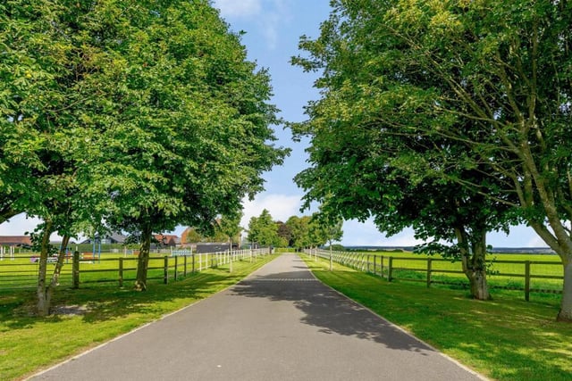 A tree-lined driveway