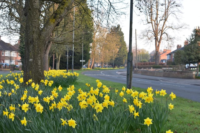In Newbold now, where daffodils line the road.