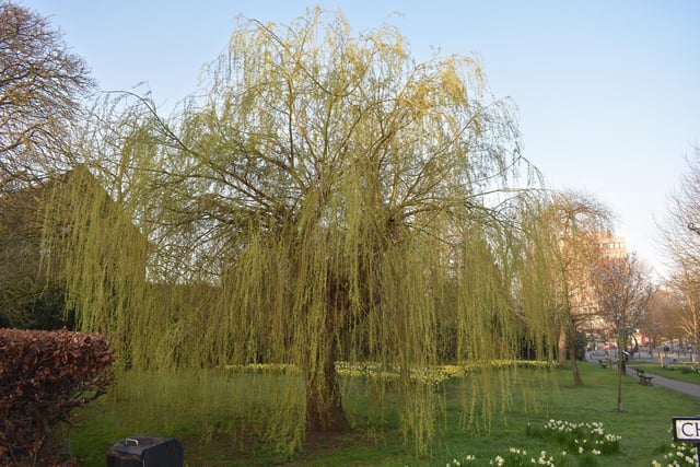 Colour is returning to this lone willow tree.