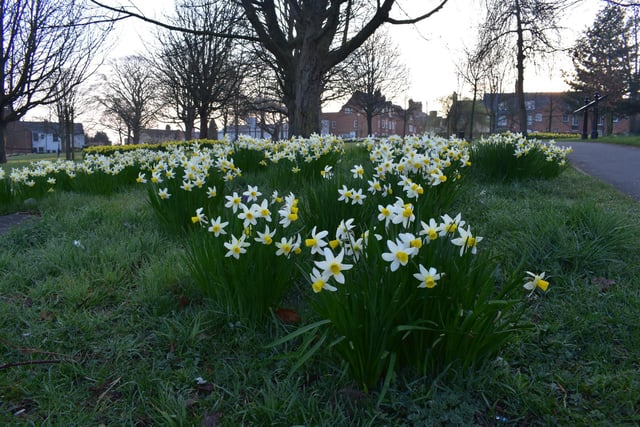 Just a couple of weeks ago this patch of lawn by Caldecott Park was bustling with crocuses - now the daffodils are having their turn.