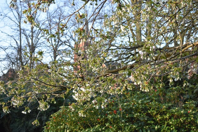 Blossom is finally beginning to appear, with Rugby Baptist Church in the background.