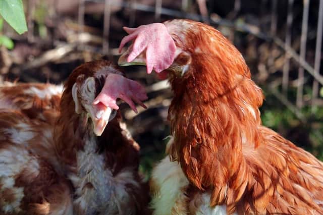 Caged hens are looking for new homes in the Leamington and Banbury areas