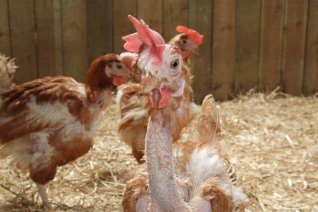 Hens rehomed regain their feathers quickly and become much-loved family pets