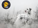 Frozen Vigilance by Leamington portrait photographer Sophia Hutchinson of www.petsbysophia.com - PhoTOGrapher of the Year in the 2022 TOG Awards photography competition.