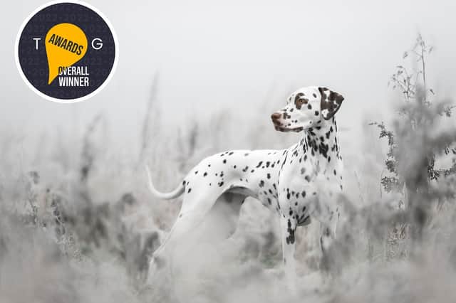 Frozen Vigilance by Leamington portrait photographer Sophia Hutchinson of www.petsbysophia.com - PhoTOGrapher of the Year in the 2022 TOG Awards photography competition.