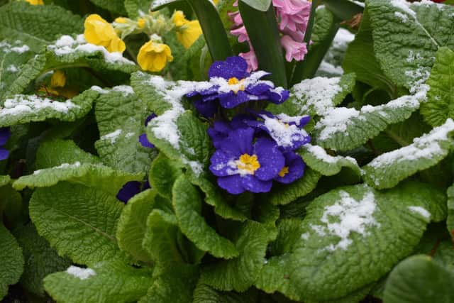 Snow settles on one of the primroses by the memorial gates.