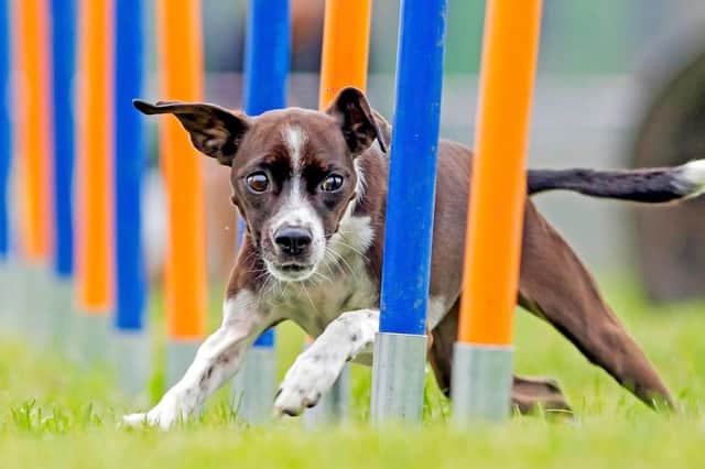 The charity Lutterworth Dog Festival will finally return to the town this Sunday (May 8) after being postponed three times.
