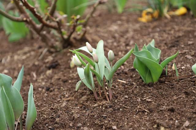 These tips should provide timely inspiration for those with green fingers as we head towards the summer season