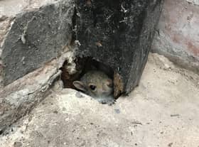 This squirrel needed a helping hand after getting stuck in a hole in a Leamington garden.