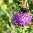 Close-up shot of a bumblebee on some knapweed.