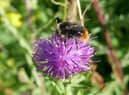 Close-up shot of a bumblebee on some knapweed.