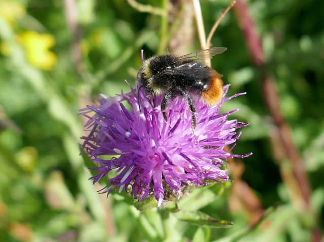 Close-up shot of a bumblebee on some knapweed.