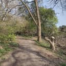 The recent tree works at Priory Park. Photo supplied