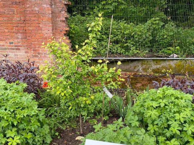 An offspring from the felled Cubbington Pear Tree is now showing signs of life. (Photo by Cubbington Action Group Against HS2).