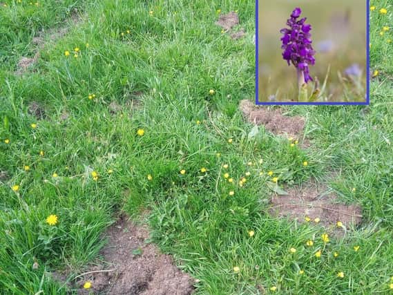 Some of the damage left behind and, inset, a green-winged orchid. Photo: Warwickshire Rural Crime Team, Facebook.